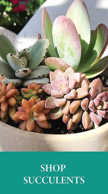 Altman Plants – Beautiful Succulents & Easy-Care Houseplants