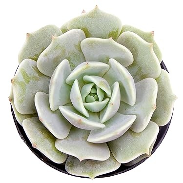 Altman Plants – Beautiful Succulents & Easy-Care Houseplants