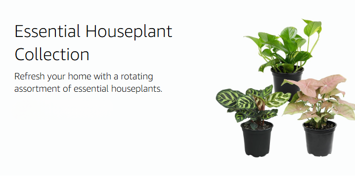 Altman Plants – Beautiful Succulents & Easy-Care Houseplants