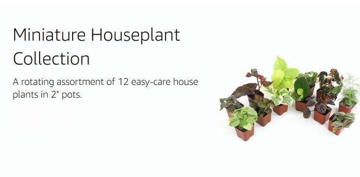 Altman Plants – Beautiful Succulents & Easy-Care Houseplants