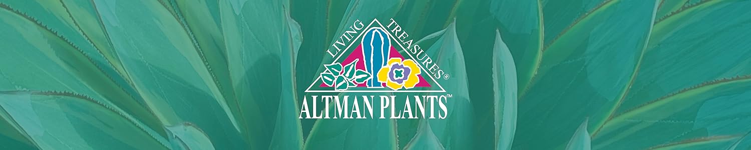 Altman Plants – Beautiful Succulents & Easy-Care Houseplants