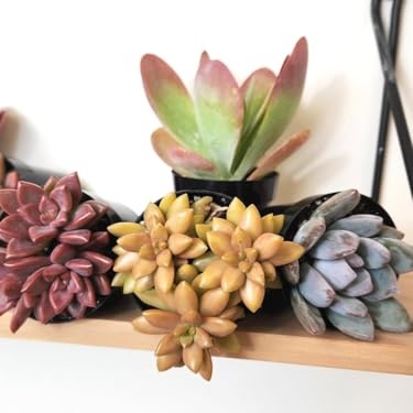 Altman Plants – Beautiful Succulents & Easy-Care Houseplants