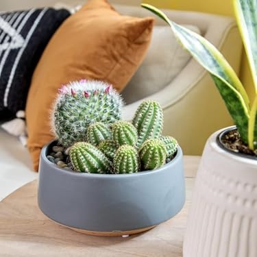 Altman Plants – Beautiful Succulents & Easy-Care Houseplants