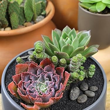 Altman Plants – Beautiful Succulents & Easy-Care Houseplants
