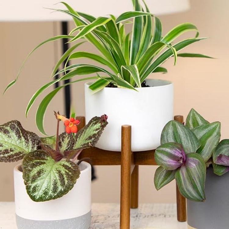 Altman Plants – Beautiful Succulents & Easy-Care Houseplants