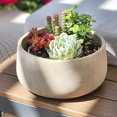 Altman Plants – Beautiful Succulents & Easy-Care Houseplants