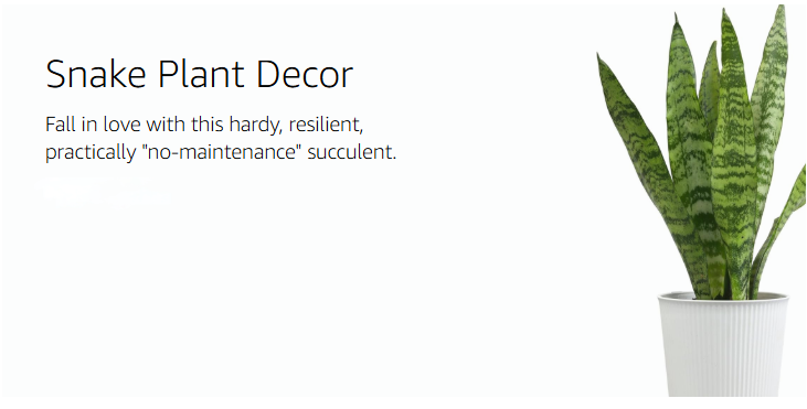 Altman Plants – Beautiful Succulents & Easy-Care Houseplants