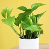 image:imageAltman Plants Golden Pothos Plant Live House Plant Live Plants Trailing Plants Live Houseplants Golden Pothos Live Plant Houseplant Live Pothos Devils Ivy Live Plant Vine Money Plant Indoor Plants425 Single