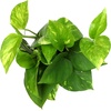 image:imageAltman Plants Golden Pothos Plant Live House Plant Live Plants Trailing Plants Live Houseplants Golden Pothos Live Plant Houseplant Live Pothos Devils Ivy Live Plant Vine Money Plant Indoor Plants425 Single