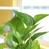 image:imageAltman Plants Golden Pothos Plant Live House Plant Live Plants Trailing Plants Live Houseplants Golden Pothos Live Plant Houseplant Live Pothos Devils Ivy Live Plant Vine Money Plant Indoor Plants425 Single