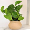 image:imageAltman Plants Golden Pothos Plant Live House Plant Live Plants Trailing Plants Live Houseplants Golden Pothos Live Plant Houseplant Live Pothos Devils Ivy Live Plant Vine Money Plant Indoor Plants425 Single