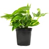 image:imageAltman Plants Golden Pothos Plant Live House Plant Live Plants Trailing Plants Live Houseplants Golden Pothos Live Plant Houseplant Live Pothos Devils Ivy Live Plant Vine Money Plant Indoor Plants425 Single