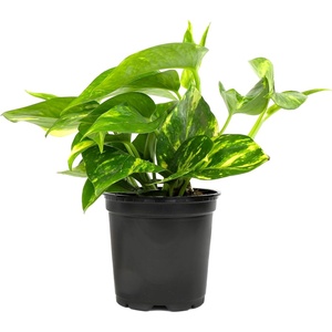 image:imageAltman Plants Golden Pothos Plant Live House Plant Live Plants Trailing Plants Live Houseplants Golden Pothos Live Plant Houseplant Live Pothos Devils Ivy Live Plant Vine Money Plant Indoor Plants425 Single