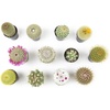 image:imageAltman Plants Assorted Cactus Plants Live Cactus Decor 12PK Cactus Plant Live Succulents Plants Live in Cactus Soil Potting Mix Live Cacti Plants Live Succulent Plants Live Plants in Cactus Pot
