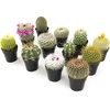image:imageAltman Plants Assorted Cactus Plants Live Cactus Decor 12PK Cactus Plant Live Succulents Plants Live in Cactus Soil Potting Mix Live Cacti Plants Live Succulent Plants Live Plants in Cactus Pot