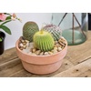 image:imageAltman Plants Assorted Cactus Plants Live Cactus Decor 12PK Cactus Plant Live Succulents Plants Live in Cactus Soil Potting Mix Live Cacti Plants Live Succulent Plants Live Plants in Cactus Pot