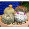 image:imageAltman Plants Assorted Cactus Plants Live Cactus Decor 12PK Cactus Plant Live Succulents Plants Live in Cactus Soil Potting Mix Live Cacti Plants Live Succulent Plants Live Plants in Cactus Pot