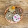 image:imageAltman Plants Assorted Cactus Plants Live Cactus Decor 12PK Cactus Plant Live Succulents Plants Live in Cactus Soil Potting Mix Live Cacti Plants Live Succulent Plants Live Plants in Cactus Pot