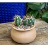 image:imageAltman Plants Assorted Cactus Plants Live Cactus Decor 12PK Cactus Plant Live Succulents Plants Live in Cactus Soil Potting Mix Live Cacti Plants Live Succulent Plants Live Plants in Cactus Pot