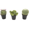 image:imageAltman Plants Assorted Cactus Plants Live Plants 3PK Cactus Plant Live Succulents Plants Live Cactus Decor Indoor Plants Live House Plants in Cactus Soil Live Cacti Plants Live Succulent PlantsAssorted 3pack