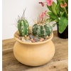 image:imageAltman Plants Assorted Cactus Plants Live Plants 3PK Cactus Plant Live Succulents Plants Live Cactus Decor Indoor Plants Live House Plants in Cactus Soil Live Cacti Plants Live Succulent PlantsAssorted 4pack