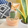 image:imageAltman Plants Assorted Cactus Plants Live Plants 3PK Cactus Plant Live Succulents Plants Live Cactus Decor Indoor Plants Live House Plants in Cactus Soil Live Cacti Plants Live Succulent PlantsAssorted 3pack