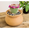 image:imageAltman Plants Assorted Cactus Plants Live Plants 3PK Cactus Plant Live Succulents Plants Live Cactus Decor Indoor Plants Live House Plants in Cactus Soil Live Cacti Plants Live Succulent PlantsAssorted 8pack