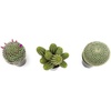 image:imageAltman Plants Assorted Cactus Plants Live Plants 3PK Cactus Plant Live Succulents Plants Live Cactus Decor Indoor Plants Live House Plants in Cactus Soil Live Cacti Plants Live Succulent PlantsAssorted 3pack