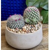 image:imageAltman Plants Assorted Cactus Plants Live Plants 3PK Cactus Plant Live Succulents Plants Live Cactus Decor Indoor Plants Live House Plants in Cactus Soil Live Cacti Plants Live Succulent PlantsAssorted 3pack