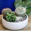 image:imageAltman Plants Assorted Cactus Plants Live Plants 3PK Cactus Plant Live Succulents Plants Live Cactus Decor Indoor Plants Live House Plants in Cactus Soil Live Cacti Plants Live Succulent PlantsAssorted 3pack