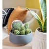 image:imageAltman Plants Assorted Cactus Plants Live Plants 3PK Cactus Plant Live Succulents Plants Live Cactus Decor Indoor Plants Live House Plants in Cactus Soil Live Cacti Plants Live Succulent PlantsAssorted 3pack