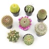 image:imageAltman Plants Assorted Cactus Plants Live Plants 3PK Cactus Plant Live Succulents Plants Live Cactus Decor Indoor Plants Live House Plants in Cactus Soil Live Cacti Plants Live Succulent PlantsAssorted 8pack