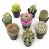 image:imageAltman Plants Assorted Cactus Plants Live Plants 3PK Cactus Plant Live Succulents Plants Live Cactus Decor Indoor Plants Live House Plants in Cactus Soil Live Cacti Plants Live Succulent PlantsAssorted 8pack
