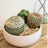 image:imageAltman Plants Assorted Cactus Plants Live Plants 3PK Cactus Plant Live Succulents Plants Live Cactus Decor Indoor Plants Live House Plants in Cactus Soil Live Cacti Plants Live Succulent PlantsAssorted 3pack