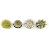 image:imageAltman Plants Assorted Cactus Plants Live Plants 3PK Cactus Plant Live Succulents Plants Live Cactus Decor Indoor Plants Live House Plants in Cactus Soil Live Cacti Plants Live Succulent PlantsAssorted 4pack