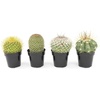 image:imageAltman Plants Assorted Cactus Plants Live Plants 3PK Cactus Plant Live Succulents Plants Live Cactus Decor Indoor Plants Live House Plants in Cactus Soil Live Cacti Plants Live Succulent PlantsAssorted 4pack