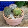 image:imageAltman Plants Assorted Cactus Plants Live Plants 3PK Cactus Plant Live Succulents Plants Live Cactus Decor Indoor Plants Live House Plants in Cactus Soil Live Cacti Plants Live Succulent PlantsAssorted 8pack