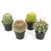 image:imageAltman Plants Assorted Cactus Plants Live Plants 3PK Cactus Plant Live Succulents Plants Live Cactus Decor Indoor Plants Live House Plants in Cactus Soil Live Cacti Plants Live Succulent PlantsAssorted 4pack