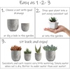 image:imageAltman Plants Assorted Cactus Plants Live Succulents 8 Pack Live Cactus Plant Lover Gifts Cacti Succulents Plants Live Houseplants Succulent Indoor Plants Live Plants in Cactus Soil Potting Mix35