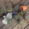 image:imageAltman Plants Assorted Cactus Plants Live Succulents 8 Pack Live Cactus Plant Lover Gifts Cacti Succulents Plants Live Houseplants Succulent Indoor Plants Live Plants in Cactus Soil Potting Mix35