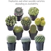 image:imageAltman Plants Assorted Cactus Plants Live Succulents 8 Pack Live Cactus Plant Lover Gifts Cacti Succulents Plants Live Houseplants Succulent Indoor Plants Live Plants in Cactus Soil Potting Mix35