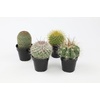 image:imageAltman Plants Assorted Cactus Plants Live Succulents 8 Pack Live Cactus Plant Lover Gifts Cacti Succulents Plants Live Houseplants Succulent Indoor Plants Live Plants in Cactus Soil Potting Mix25