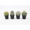 image:imageAltman Plants Assorted Cactus Plants Live Succulents 8 Pack Live Cactus Plant Lover Gifts Cacti Succulents Plants Live Houseplants Succulent Indoor Plants Live Plants in Cactus Soil Potting Mix25