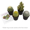 image:imageAltman Plants Assorted Cactus Plants Live Succulents 8 Pack Live Cactus Plant Lover Gifts Cacti Succulents Plants Live Houseplants Succulent Indoor Plants Live Plants in Cactus Soil Potting Mix25