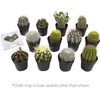 image:imageAltman Plants Assorted Cactus Plants Live Succulents 8 Pack Live Cactus Plant Lover Gifts Cacti Succulents Plants Live Houseplants Succulent Indoor Plants Live Plants in Cactus Soil Potting Mix25