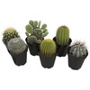image:imageAltman Plants Assorted Cactus Plants Live Succulents 8 Pack Live Cactus Plant Lover Gifts Cacti Succulents Plants Live Houseplants Succulent Indoor Plants Live Plants in Cactus Soil Potting Mix35