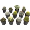 image:imageAltman Plants Assorted Cactus Plants Live Succulents 8 Pack Live Cactus Plant Lover Gifts Cacti Succulents Plants Live Houseplants Succulent Indoor Plants Live Plants in Cactus Soil Potting Mix25