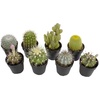 image:imageAltman Plants Assorted Cactus Plants Live Succulents 8 Pack Live Cactus Plant Lover Gifts Cacti Succulents Plants Live Houseplants Succulent Indoor Plants Live Plants in Cactus Soil Potting Mix25