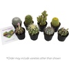 image:imageAltman Plants Assorted Cactus Plants Live Succulents 8 Pack Live Cactus Plant Lover Gifts Cacti Succulents Plants Live Houseplants Succulent Indoor Plants Live Plants in Cactus Soil Potting Mix25