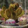 image:imageAltman Plants Assorted Cactus Plants Live Succulents 8 Pack Live Cactus Plant Lover Gifts Cacti Succulents Plants Live Houseplants Succulent Indoor Plants Live Plants in Cactus Soil Potting Mix35